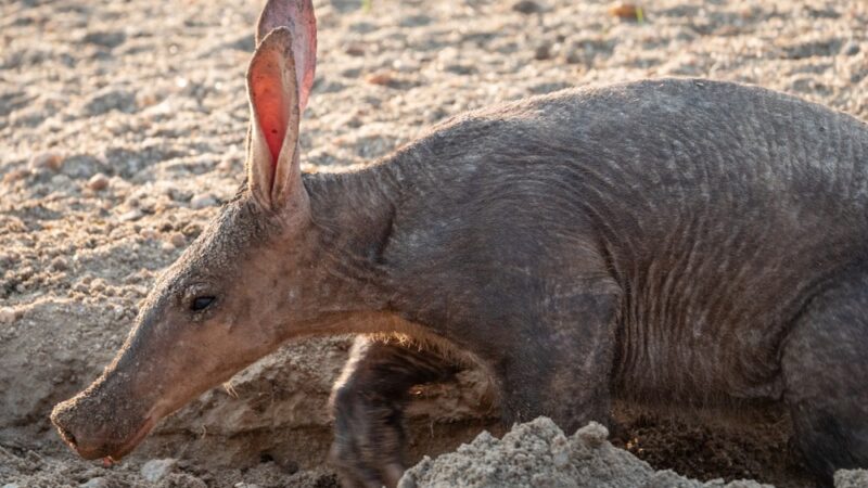 Aardvark