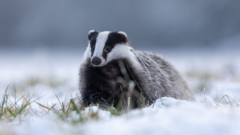 Badger