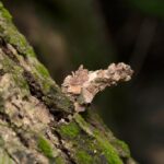 bagworm moth - 1