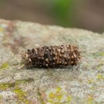 bagworm moth - 2