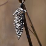 bagworm moth - 3