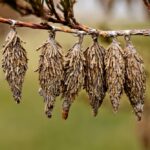 bagworm moth - 4