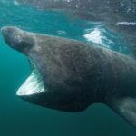 basking shark - 1