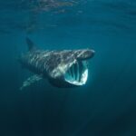 basking shark - 2