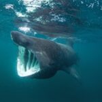 basking shark - 3