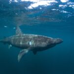 basking shark - 4