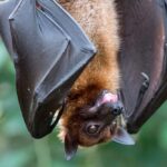 bat animal - 1