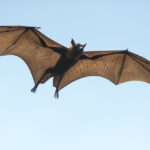 bat animal - 4