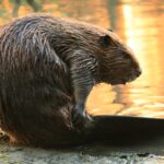 beaver - 1