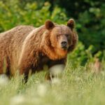 brown bear - 2