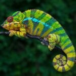 chameleon - 2