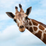 giraffe - 1