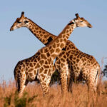 giraffe - 2