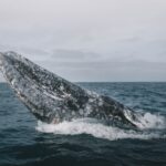 gray whale - 3