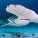 hammerhead shark - 1