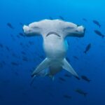 hammerhead shark - 2