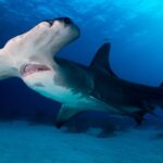 hammerhead shark - 3