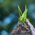 katydid insect - 1