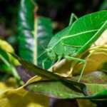 katydid insect - 2