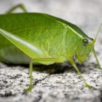 katydid insect - 3