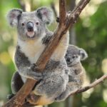 koala - 2