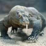 komodo dragon - 1