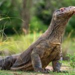 komodo dragon - 4