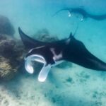 large manta rays - 1