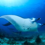 large manta rays - 2