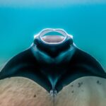 large manta rays - 3