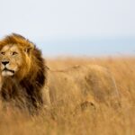 lion animal - 1