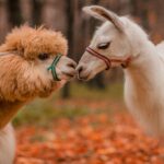 llama vs alpaca