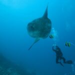 mola ocean sunfish - 2