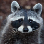 northern raccoon - 1