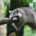 northern raccoon - 2