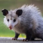 opossum - 1