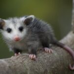 opossum - 2