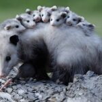 opossum - 4