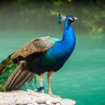 peacock - 1