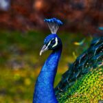 peacock - 2