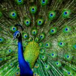 peacock - 4