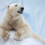 polar bear - 1