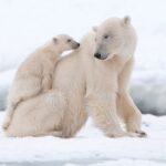 polar bear - 2