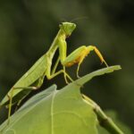 praying mantis - 1