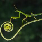 praying mantis - 2