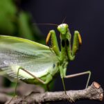 praying mantis - 3