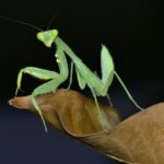 praying mantis - 4