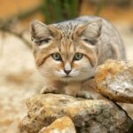 sand cat - 1