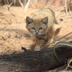 sand cat - 2