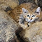 sand cat - 3